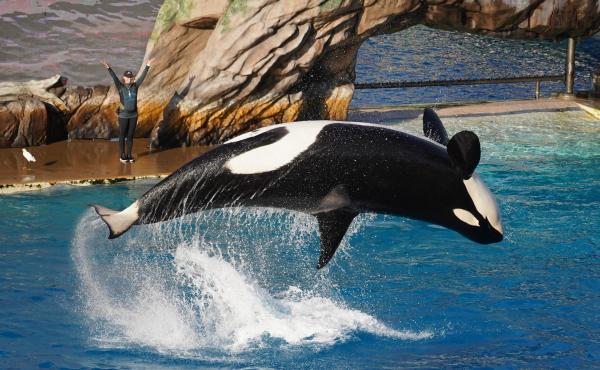 Are Killer Whales Dangerous to Humans? - Are captive orcas dangerous?