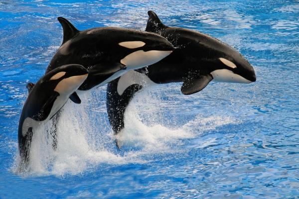 Are Orcas or Killer Whales Dangerous to Humans?