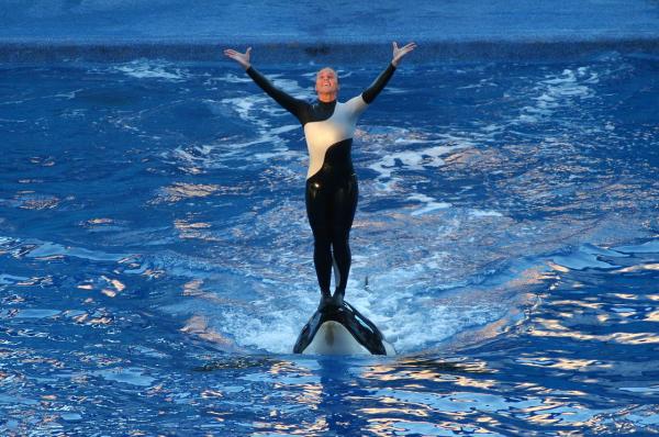 Are Killer Whales Dangerous to Humans? - Orca attacks on humans