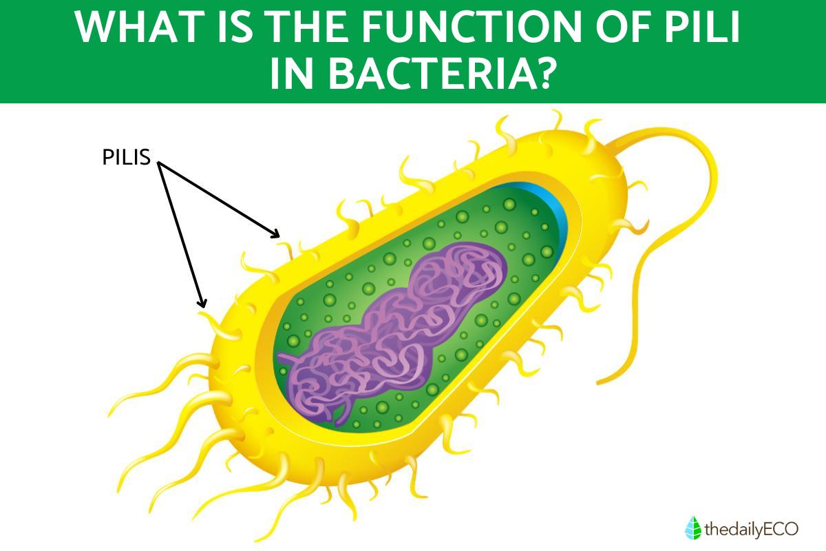 What Is the Function of Pili in Bacteria?