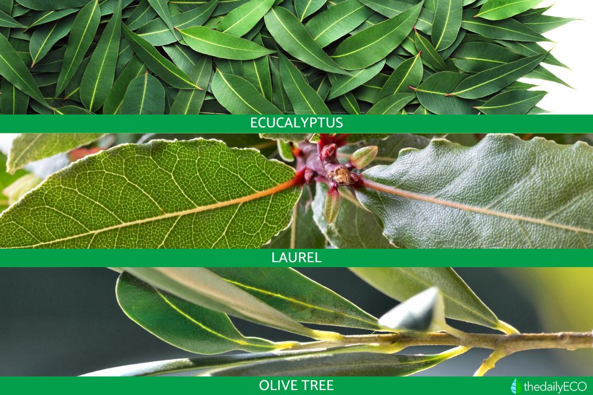 What Is Parallel Evolution In Biology Definition With Examples