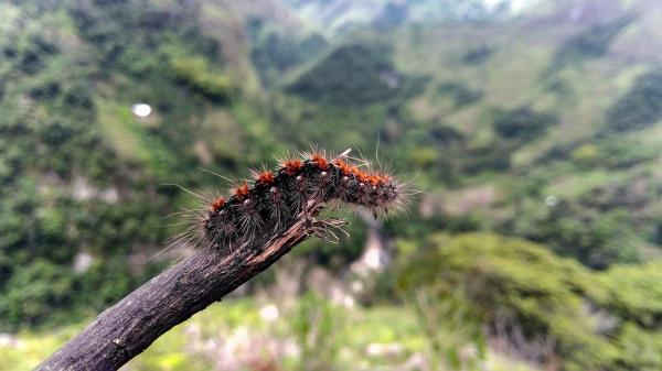 Most Deadly Poisonous Caterpillars in the World - Brazilian caterpillar (Lonomia achelous)