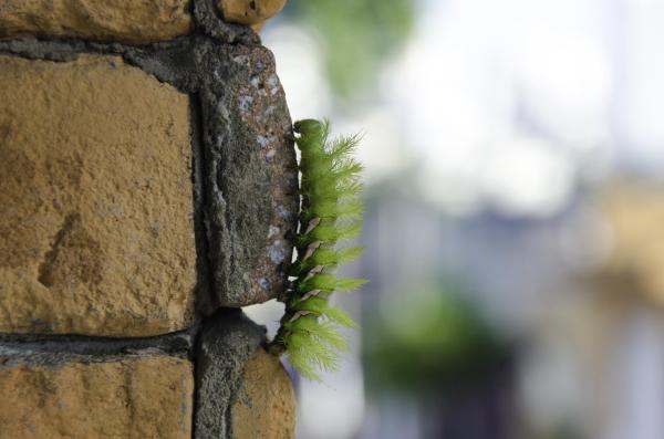 Most Deadly Poisonous Caterpillars in the World - Giant silkworm moth (Lonomia obliqua)