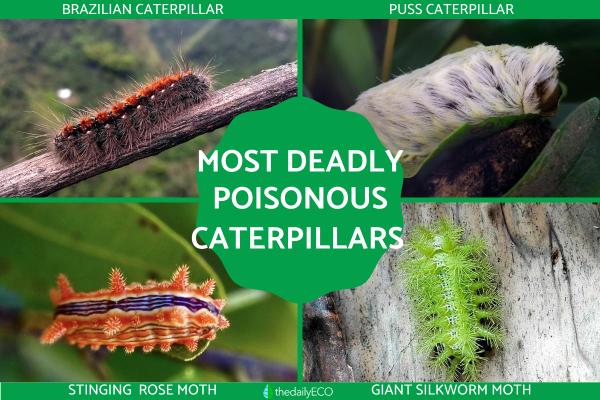 Most Deadly Poisonous Caterpillars in the World