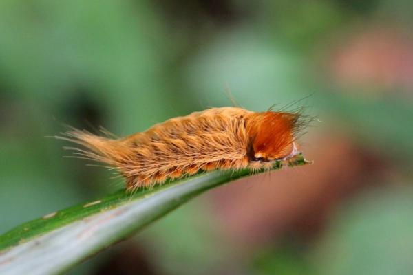 Most Deadly Poisonous Caterpillars in the World - Puss caterpillar (Megalopyge opercularis)