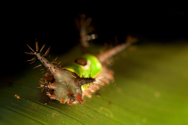 Most Deadly Poisonous Caterpillars in the World - Saddleback caterpillar (Acharia stimulea)