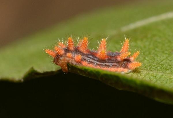 Most Deadly Poisonous Caterpillars in the World - Stinging rose moth (Parasa indeterminate)