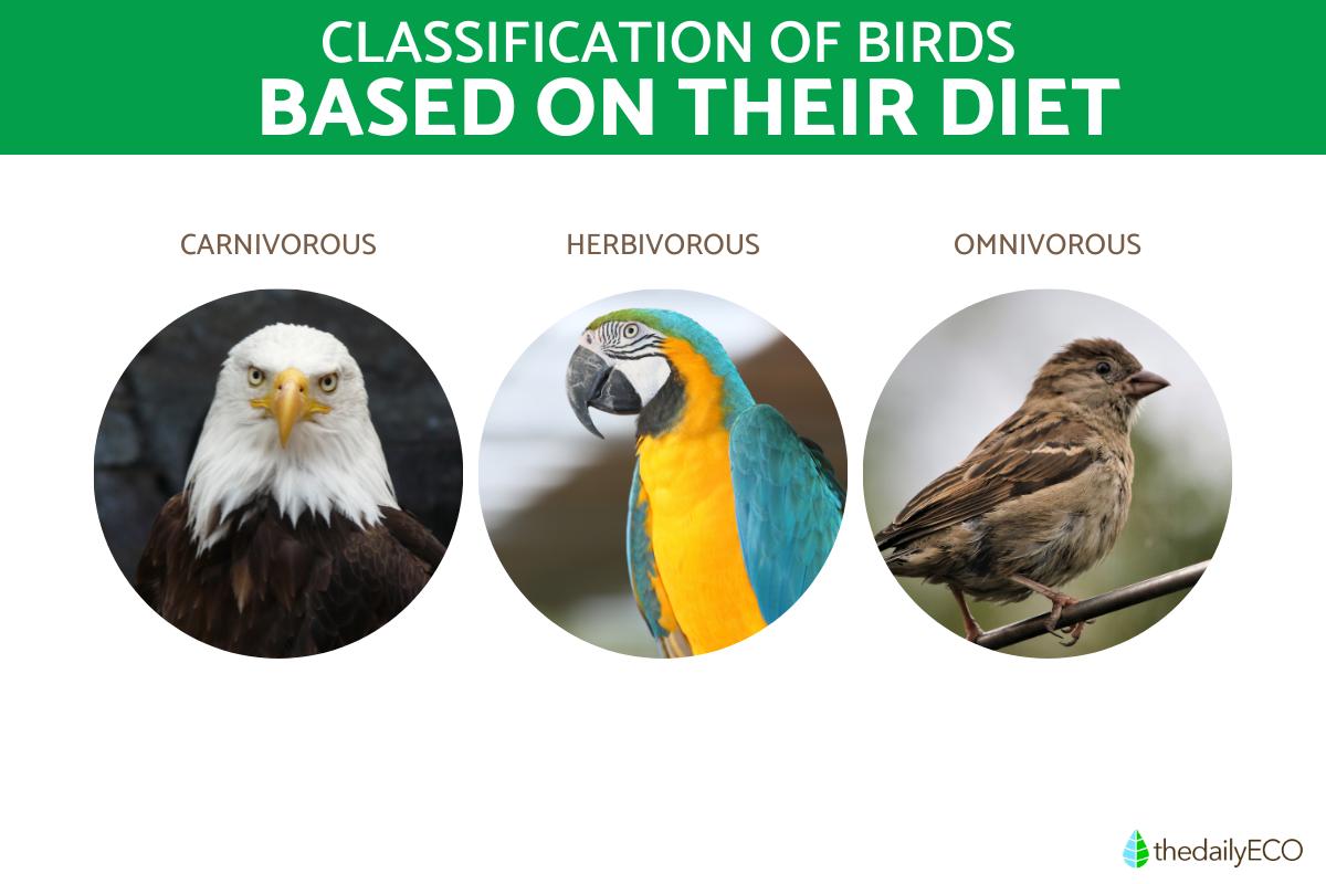 Bird Classification Orders, Habitats, Social Behavior, Physical