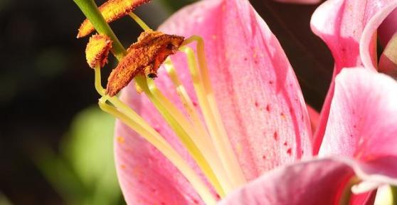 What Are the Stamens of a Flower?