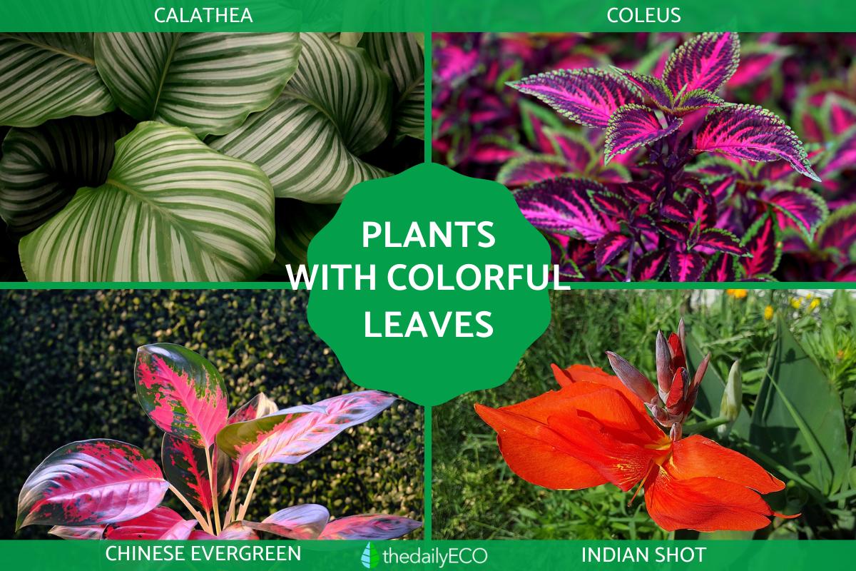 floating pond plants Floating Plant Combo Pack