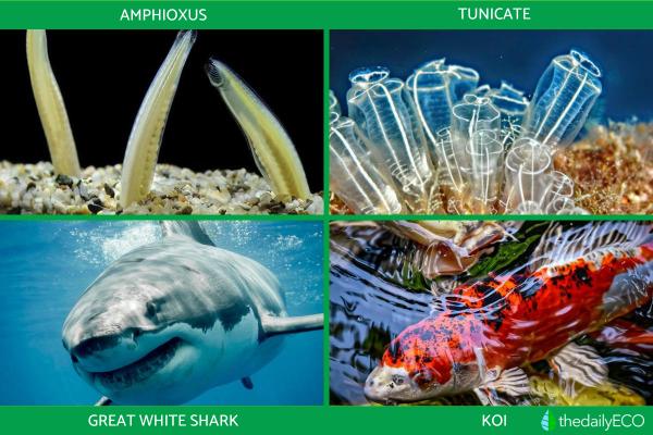 What Are Chordates? - Examples of Chordates