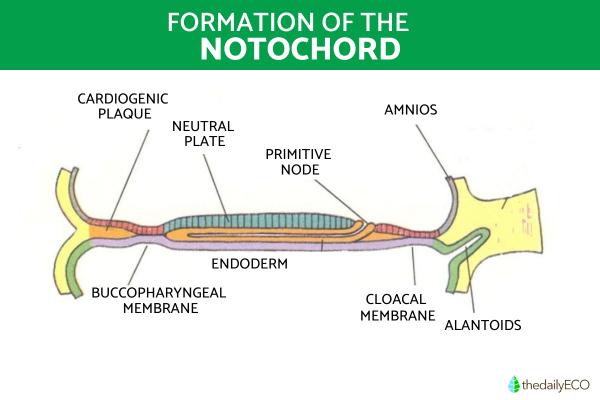 What Are Chordates? - What are Chordates?