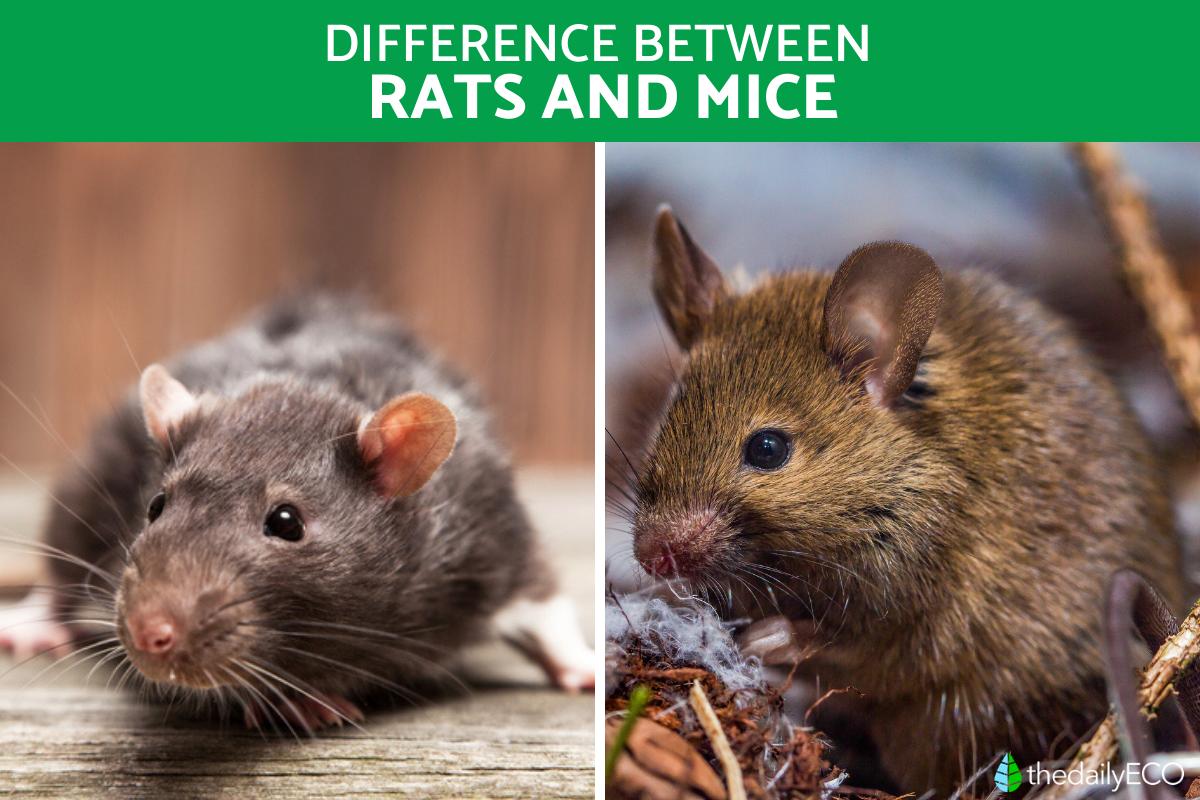 Differences Between Rats and Mice
