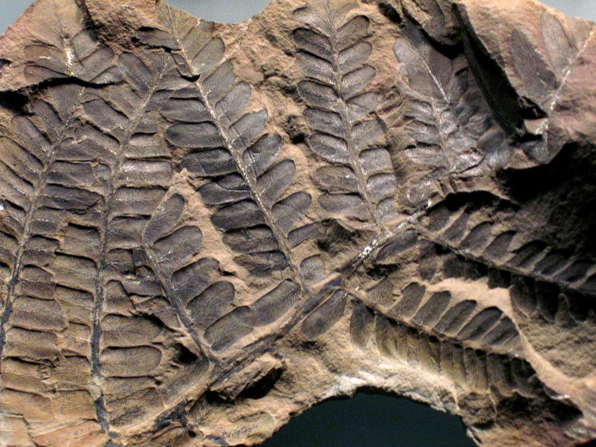 What Is Paleobotany? - Study of Plant Fossils