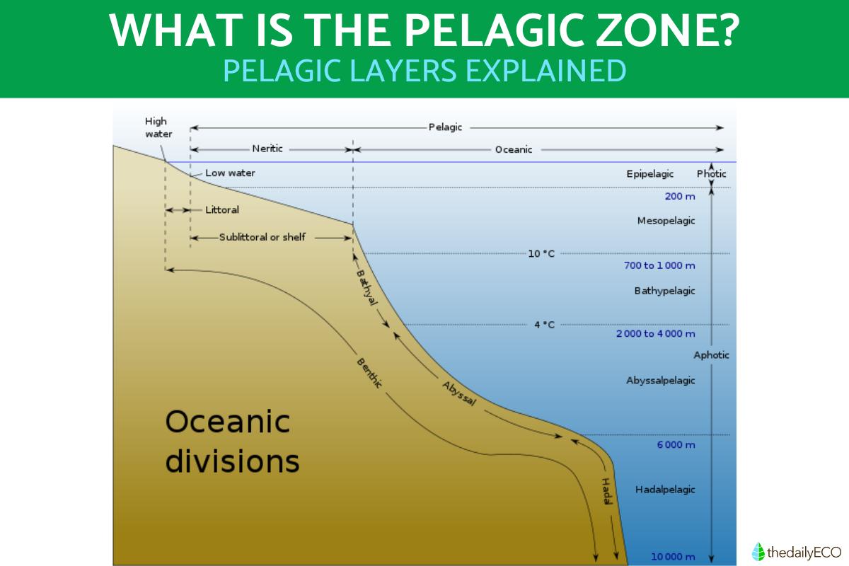 What Is the Pelagic Zone in the Ocean?