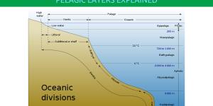 What Is the Pelagic Zone in the Ocean?