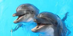 Are Dolphins Dangerous to Humans?