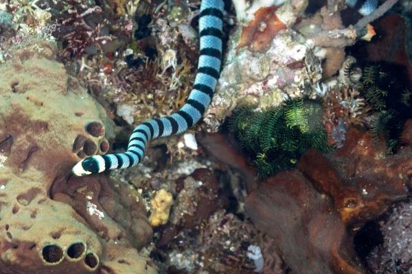 Sea Snakes - Characteristics and Examples - Characteristics of sea snakes