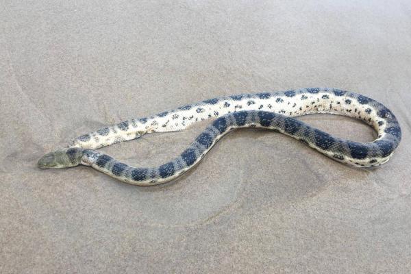 Sea Snakes - Characteristics and Examples - Olive-headed sea snake