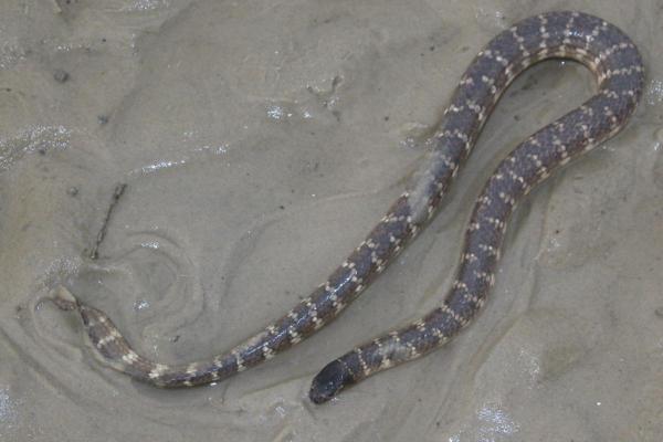 Sea Snakes - Characteristics and Examples - Short-nose sea snake