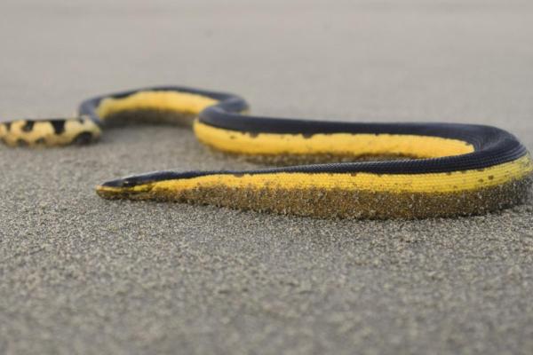 Sea Snakes - Characteristics and Examples - Yellow-bellied sea snake