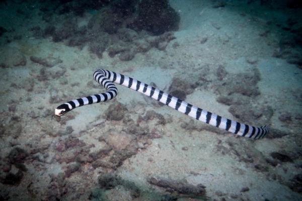 Sea Snakes - Characteristics and Examples - Yellow-lipped sea krait