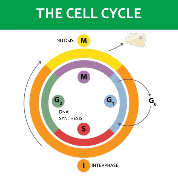 Cell Cycle Diagram Biology Diagrams