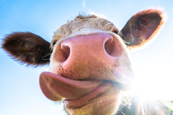 What is Speciesism? - Meaning and Examples - The origins and history of speciesism