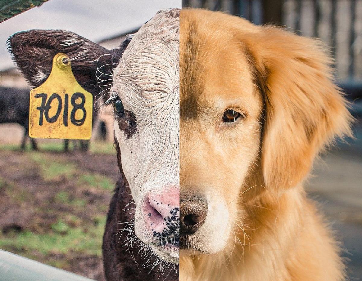 What is Speciesism? - Meaning and Examples