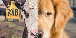 What is Speciesism? - Meaning and Examples