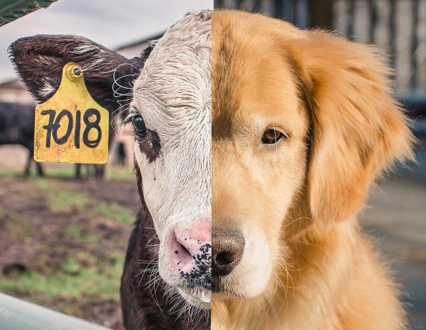 What is Speciesism? - Meaning and Examples