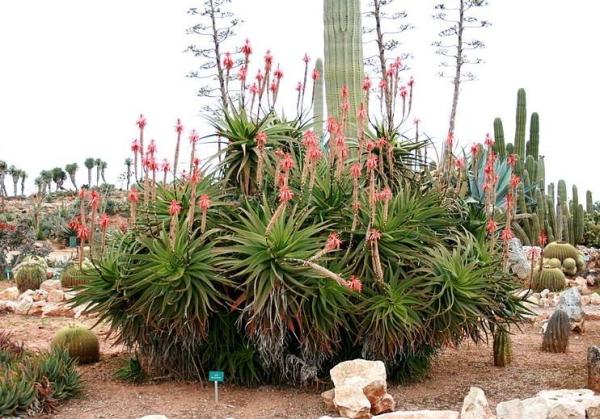 Indoor Plants That Absorb Heat - Candelabra aloe