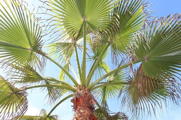 Indoor Plants That Absorb Heat - Chinese fan palm