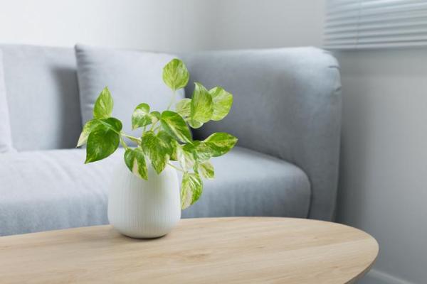 Indoor Plants That Absorb Heat - Devil's Ivy