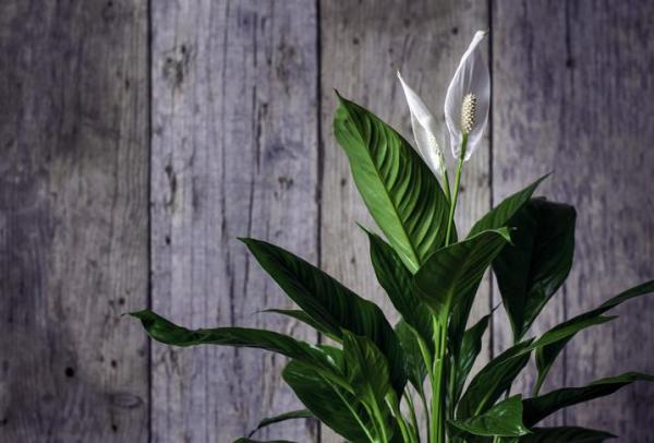 Indoor Plants That Absorb Heat - Peace lily 