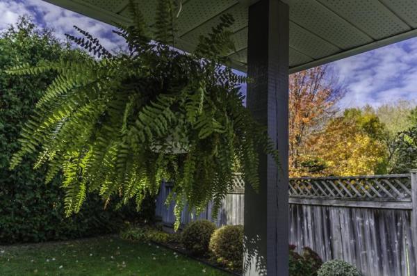 Indoor Plants That Absorb Heat - Sword fern