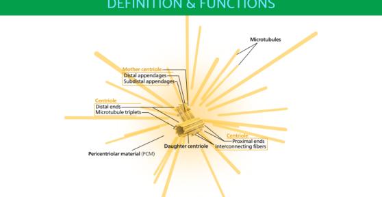 What Is a Centrosome and Its Function?