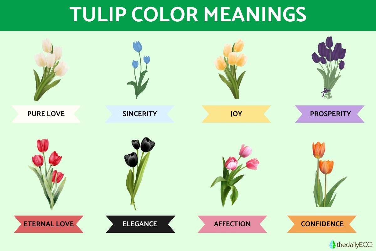 Tulip Colors And Their Meanings The Many Colors Of Tulips And Their Tulip Colors And Their Meanings The Many Colors Of Tulips And Their