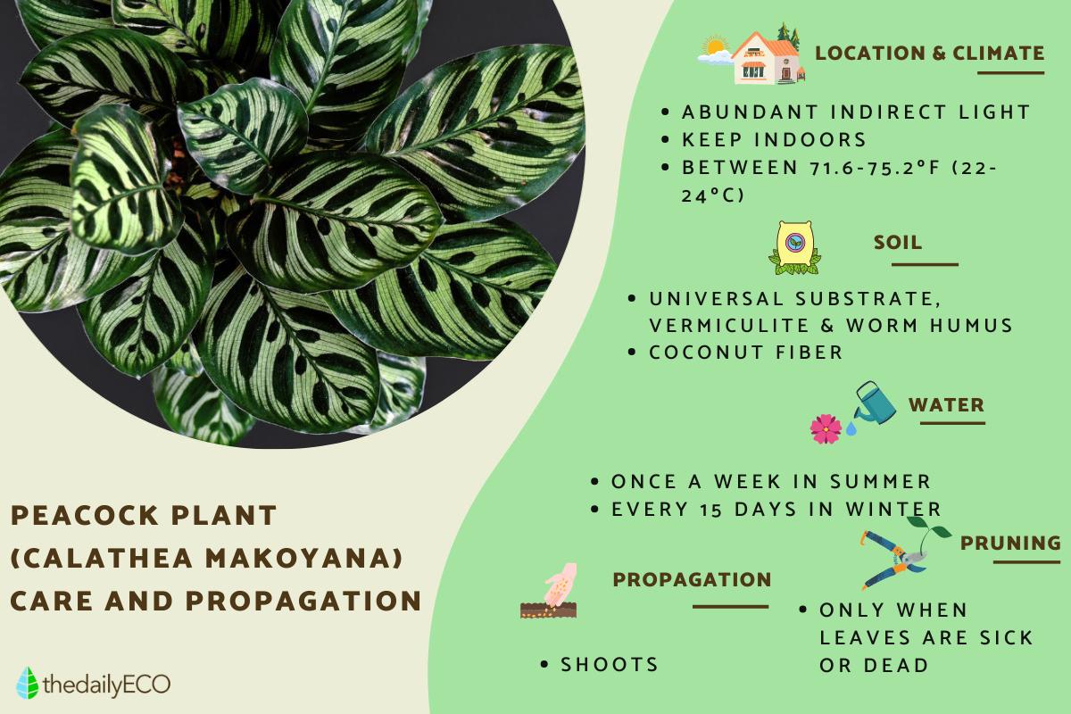 Peacock Plant Care and Propagation