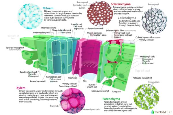 What is the Phloem and Its Function? - Function of phloem