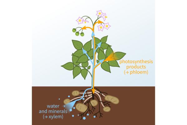 What is the Phloem and Its Function? - What is phloem in plants?