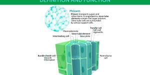 What is the Phloem and Its Function?