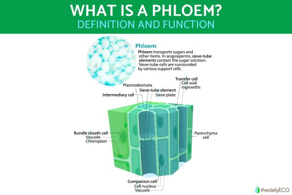 What is the Phloem and Its Function?