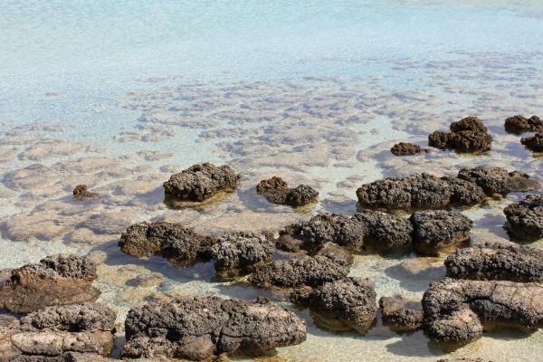 What Are Stromatolites?