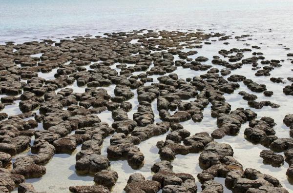 What Are Stromatolites? - Where are stromatolites found?