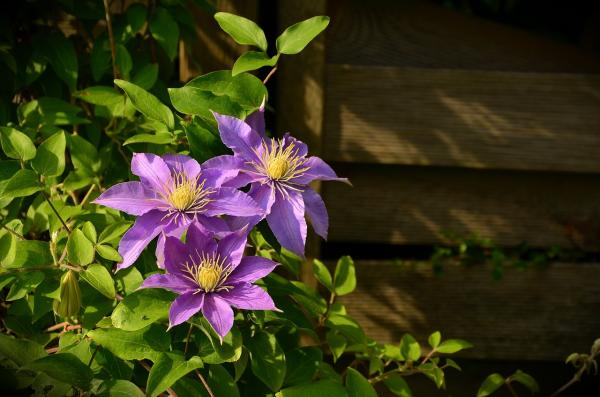 Perennial Flowering Vines - Floral Vine Types - Clematis (Clematis spp.)