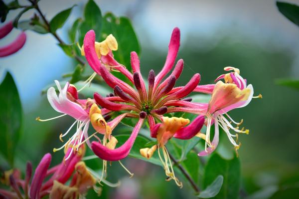 Perennial Flowering Vines - Floral Vine Types - Honeysuckle (Lonicera spp.)