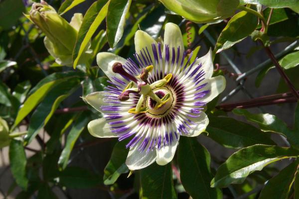 Perennial Flowering Vines - Floral Vine Types - Passion vines (Passiflora spp.)