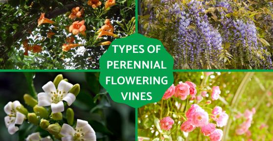 Perennial Flowering Vines - Floral Vine Types