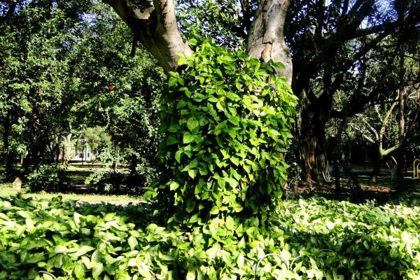 Perennial Flowering Vines - Floral Vine Types - Syngonium (Syngonium spp.)